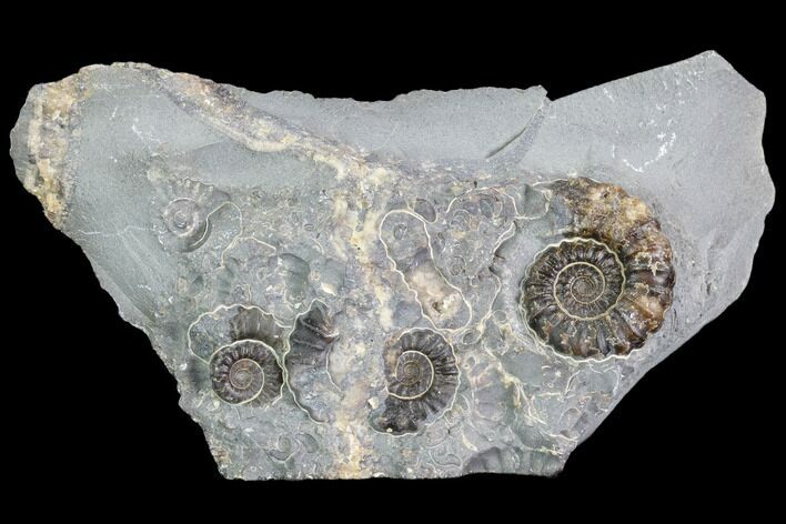 Ammonite (Promicroceras) Cluster - Somerset, England #86235